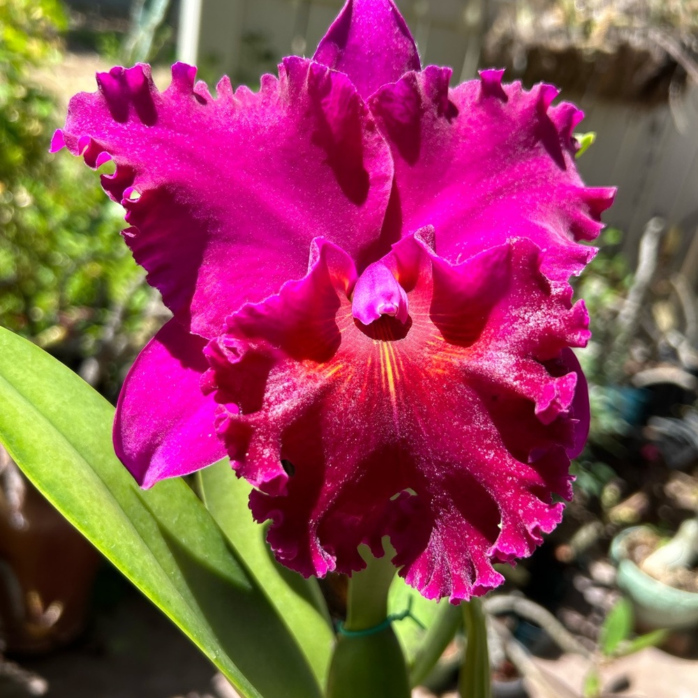 Rare Cattleya Orchid Fragrant in spike